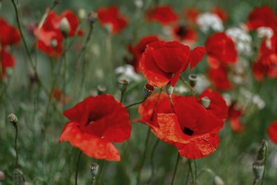 Red poppy fields
